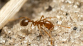 Europe witnessing spread of invasive red fire ants with painful bites: ‘We knew this day would come’