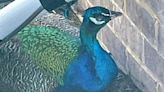 Westfield police find peacock in housing subdivision