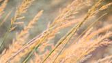How to Plant and Grow Indian Grass