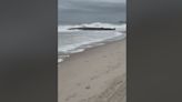Beached whale found on Delaware shore
