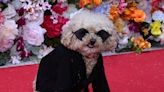 Designer Anthony Rubio unveils Pet Gala with 18 dogs on red carpet