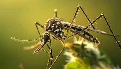 ¿Cuál es la función de los mosquitos y qué pasaría si desaparecieran de la tierra?