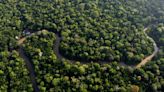 Brazil to allow miles of selective logging in effort to preserve the Amazon