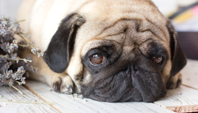 Pug Gets Spooked by Thunderstorm and Her Precious Face Says It All