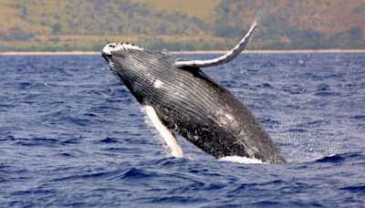 WATCH: Breaching Humpback Whale Capsizes Boat Off New Hampshire Coastline