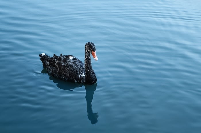 Here's What the CrowdStrike Outage Can Teach Investors About Black Swan Events