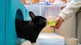 Hong Kong pet rabbits enjoy bunny resort while owners away