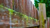 Get rid of algae from a wooden fence in 30 minutes with cheap 25p kitchen item