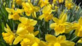 Let bulb plants keep their leaves to make next year’s flowers