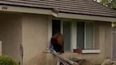 Watch: Bear steals package of Oreos from California home - UPI.com