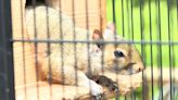 Acorn Acres to become Lancaster County’s first commercial wildlife rehabilitation facility