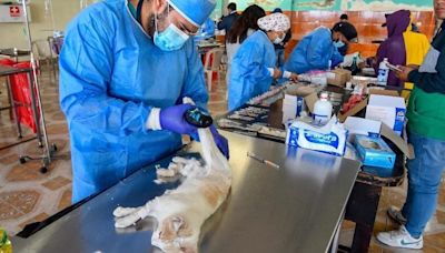 250 mascotas fueron esterilizadas en Guamaní Alto, en Quito