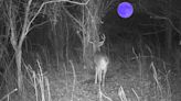 A second rut brings a second chance for deer hunters