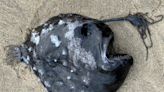 Rare sighting of "unusually fascinating" deep-sea fish in Oregon