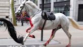 2 military horses that broke free and ran loose across London are in serious condition