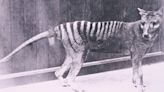 Can genetic engineering bring the extinct Tasmanian tiger back? Texas firm is trying