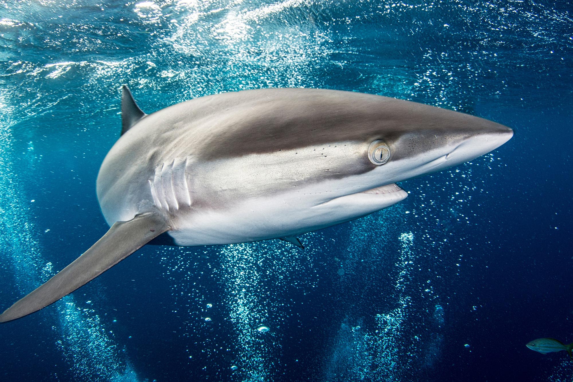 Record-Breaking Migration – Silky Shark Travels Four Times the Width of the U.S.
