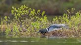 Live loon cam expects traffic with new eggs hatching