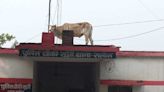 Panic At UP Police Station After Bull Climbs Onto Its Roof