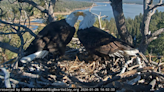 Big Bear’s bald eagle couple lay first eggs of 2024