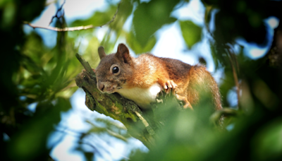 Philly Squirrel Eats Chicken Tender and Has People Online Cracking Up