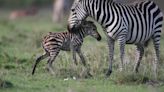 Moment baby zebra makes first steps immediately after being born