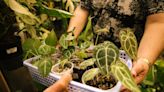 Their father-son bond grew along with the plants in their greenhouse