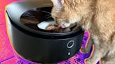 This wet food feeder put an end to my cats' morning wake-up meows