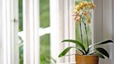 Make your orchid bloom ‘two times faster’ with free and quick tip