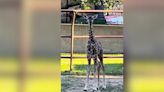 North Dakota zoo mourns loss of baby giraffe who died from broken neck