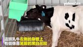 小乳牛「天生愛笑」風靡全澳洲 飼主20萬元出售 全部捐公益