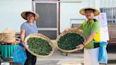 苗栗社區營造「山與茶的共舞」製茶體驗工作坊 開放報名