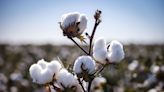 Olam Agri Trumps Louis Dreyfus Bid for Cotton Producer Namoi