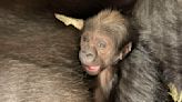 Photos: Critically endangered gorilla born at National Zoo