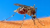 Mosquito-borne illness advisory issued for Florida because of Sarasota malaria cases