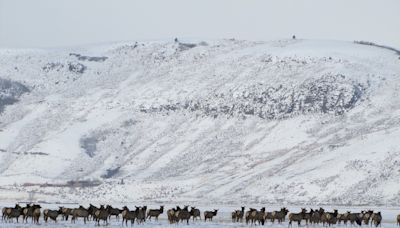 Montana Judge Says Landowners Don’t Have ‘Absolute Freedom’ to Kill Elk, and Allowing Public Hunting Doesn...