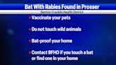 Rabies-positive bat found in Prosser, first in Benton County since 2018