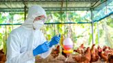 Gripe H5N1: ¿la próxima pandemia?