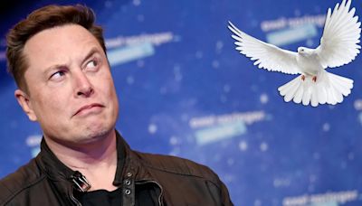 Elon Musk: Por qué un exempleado de Tesla lo llamó “el CEO paloma”