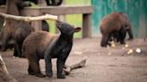 B.C. wildlife rescue overwhelmed by staggering number of bear cubs