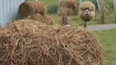 People are only just realising what an alpaca looks like without its wool