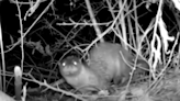 American river otter spotted along Pa.'s Ridley Creek for 1st time in 100 years