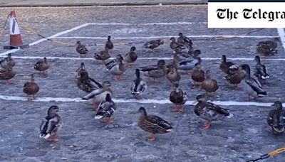 Watch: ‘Duck wardens’ hold nightly patrols to protect town’s flock