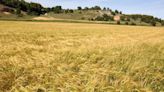 "Si los precios siguen así de nada servirá tener una buena cosecha de cereal en Palencia"