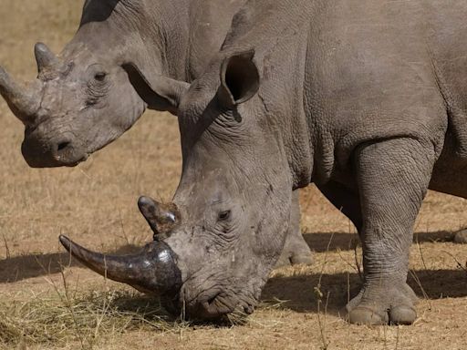 Horns of rhinos implanted with radioactive chips as new measure, but against what?