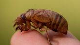 Bugs by the billion: Cicadas emerging for brief tour above ground