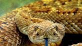 Helicopter rushes to save hiker bitten by rattlesnake, California rescuers say