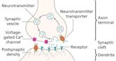 Neurotransmission