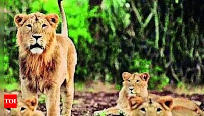 Now, Gujarat will allow only elevated corridors for rly & highways through Gir to save lions | Ahmedabad News - Times of India