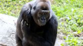Zoo Atlanta gorilla expecting a baby in late 2024